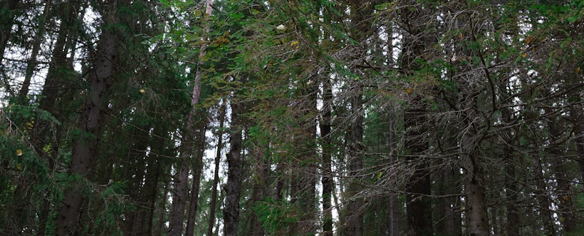 Diferencias entre ISO 14001 2015 e ISO 14001 2026